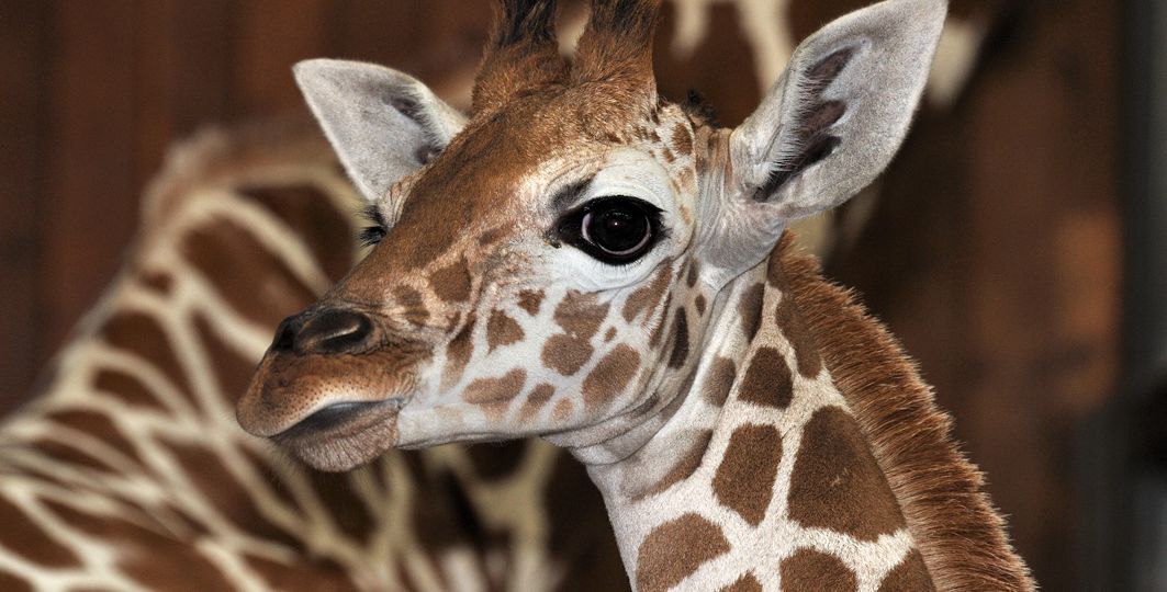 Giraffe Sala